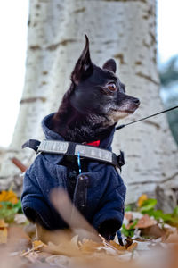 pet