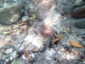 High angle view of fish swimming in water