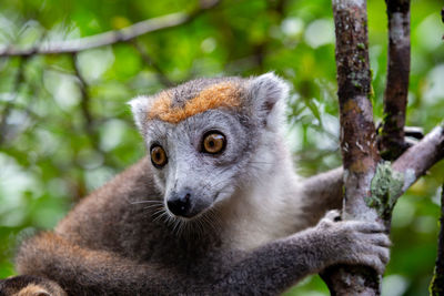 Close-up portrait of a squirrel