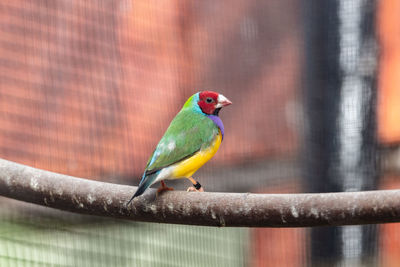 Close-up of parrot perching on branch