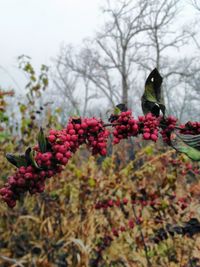 Close-up of bird perching on red flowers