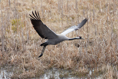 Gray heron flying over grass