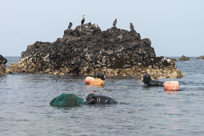 Seagulls perching on rock in sea against clear sky