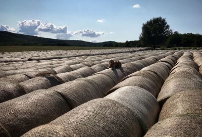 Dog lieing on hay bales on the field