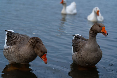 Ducks swimming in lake