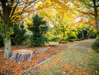 Footpath amidst trees in park during autumn