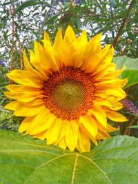 Close-up of yellow sunflower