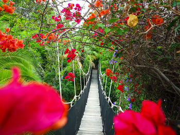 View of red flowers on footbridge