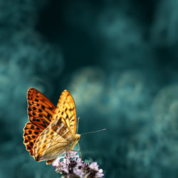 Butterfly perching on flower