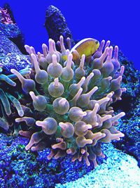 Close-up of succulent plant in sea