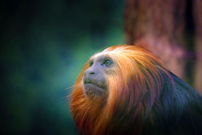 Close-up of a monkey looking away