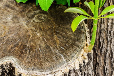 Close-up of tree trunk