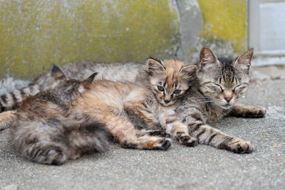 Portrait of cats resting