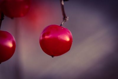 Low angle view of red berries hanging on tree