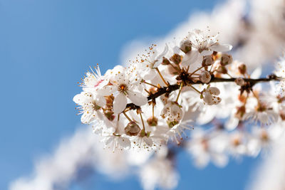 Close-up of cherry blossom