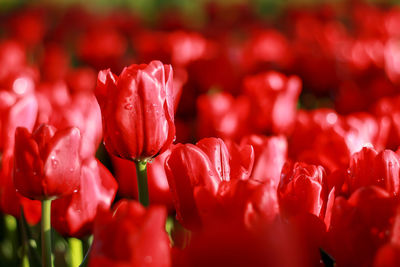 Close-up of red tulips