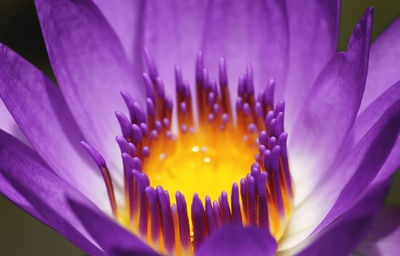 Close-up of purple crocus blooming outdoors