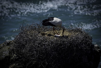 Bird perching on nest in lake