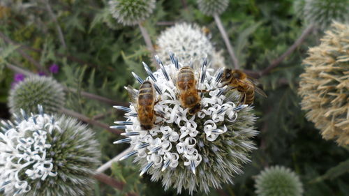 Bees pollinating on flower