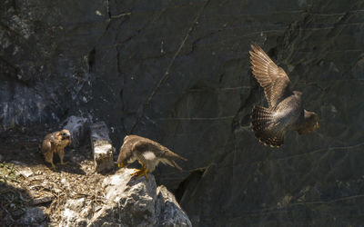 Flock of birds on rock