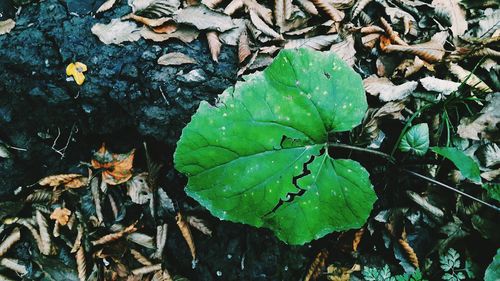 High angle view of leaves in water