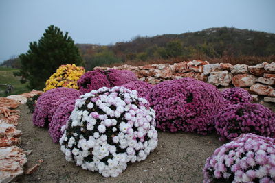 Close-up of pink flowers blooming in park