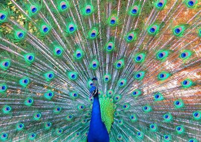 Close-up of peacock with fanned out