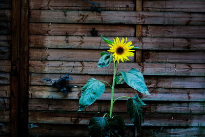 Close-up of yellow flowering plant on wood