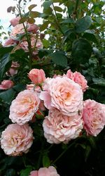 Close-up of pink rose