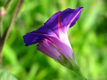 Close-up of purple flower