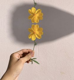 Close-up of hand holding yellow flowers against wall