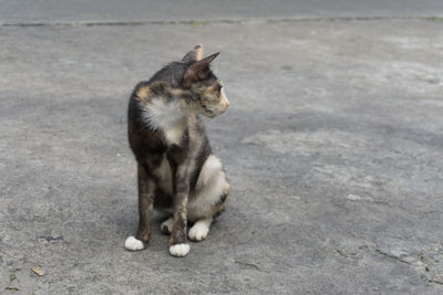 View of a cat looking away