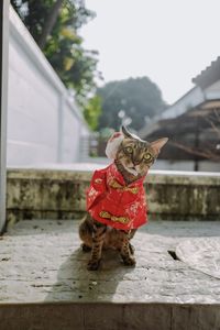 Small dog standing in snow