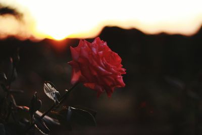 Close-up of red rose blooming in park