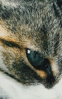 Close-up portrait of a cat