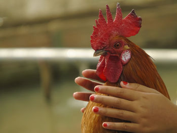 Cropped image of hand holding red bird