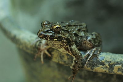 Frogs during the day. frog is one of the amphibian animals that can live on land and water.