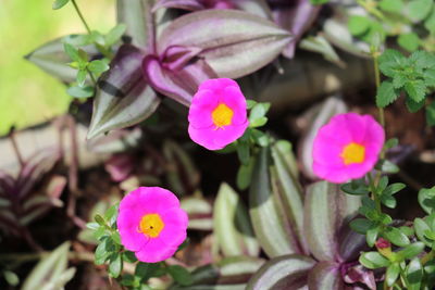 Close-up of pink flowers blooming outdoors