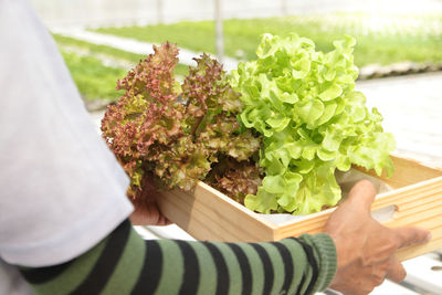 Close-up of hand holding plant