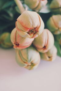 Close-up of tulip buds on table