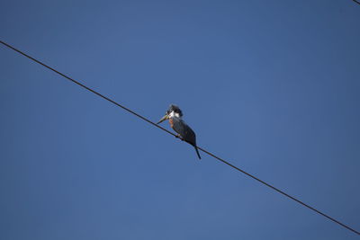 Low angle view of bird perching on cable