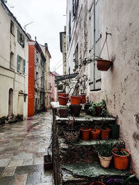 Potted plant against building