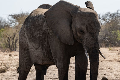 Elephant standing on field