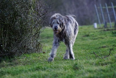 Dog running on field