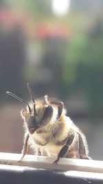 Close-up of insect