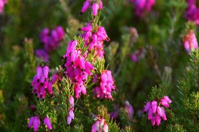 Close-up of pink flowers