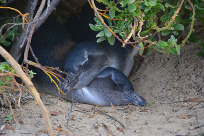 View of an animal sleeping on tree
