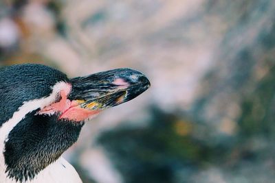 Close-up of plant against blurred background