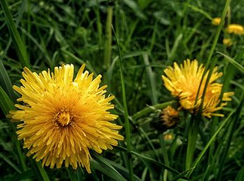 Close-up of yellow flower blooming in field