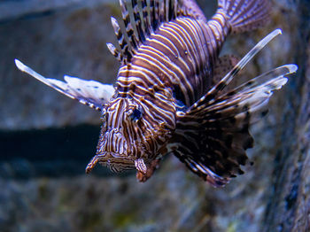 Close-up of fish swimming in sea